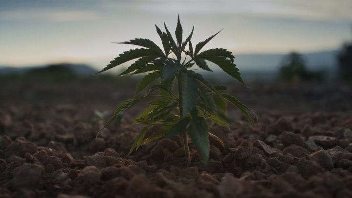 Parasol Island - Integrated Digital Studio