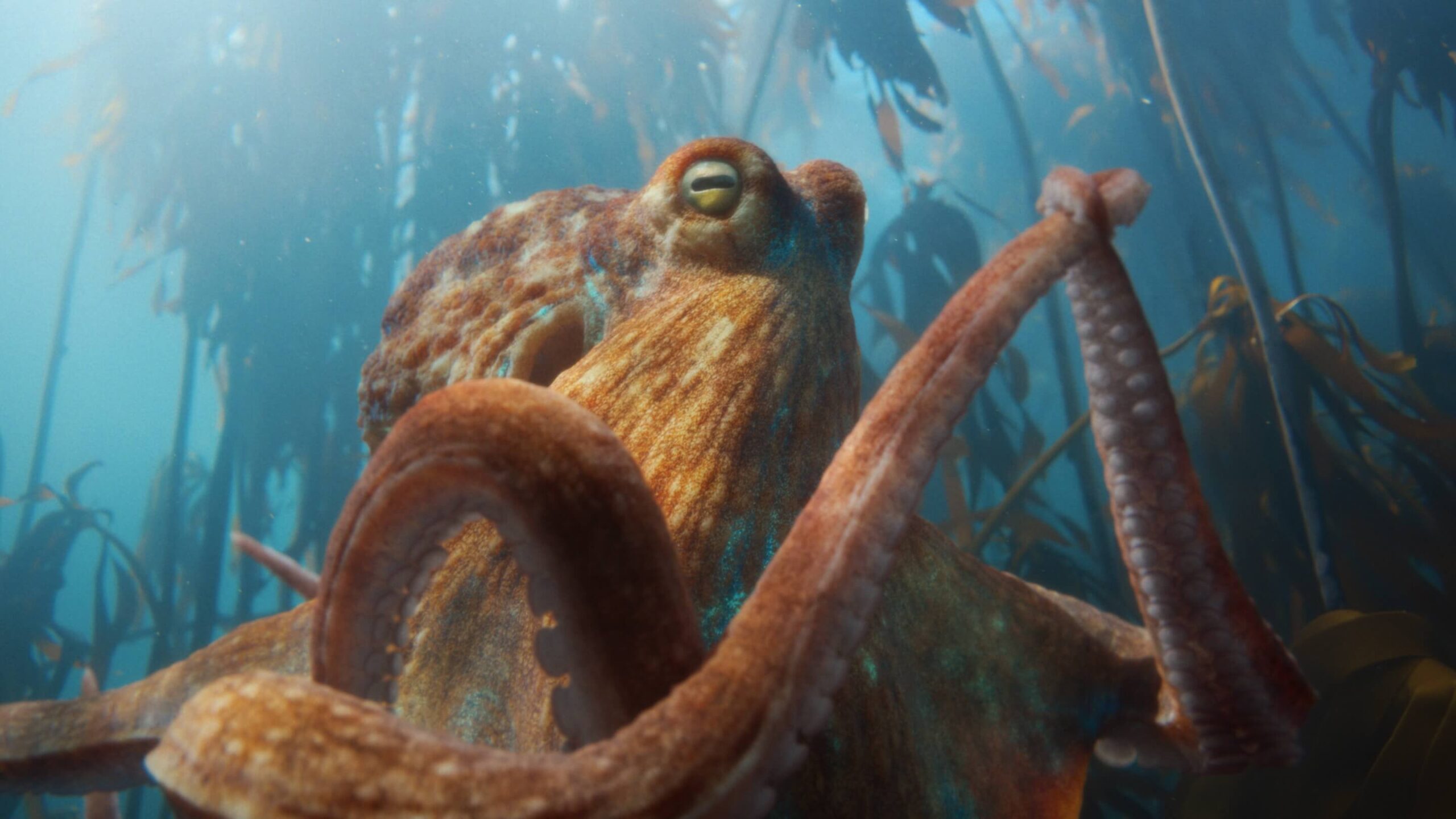 Parasol Island - Integrated Digital Studio